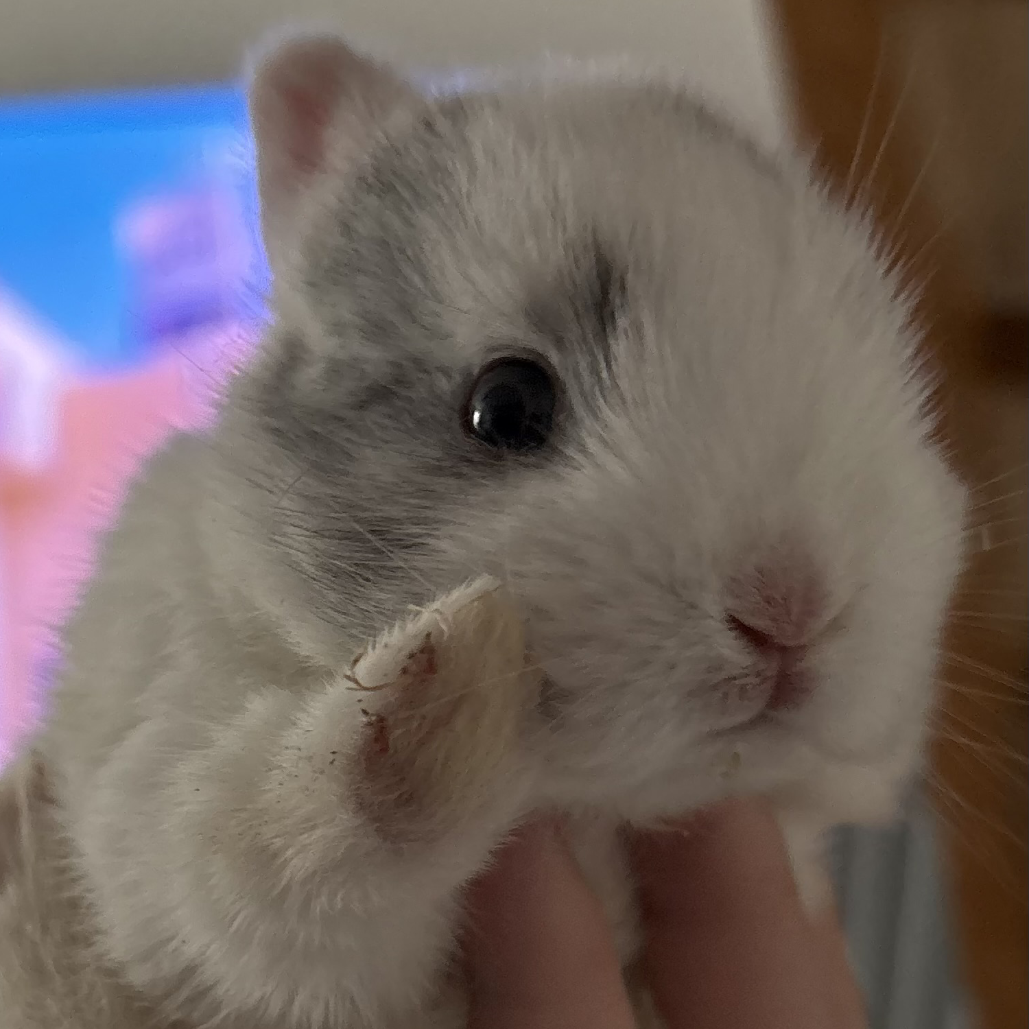 Vanille
