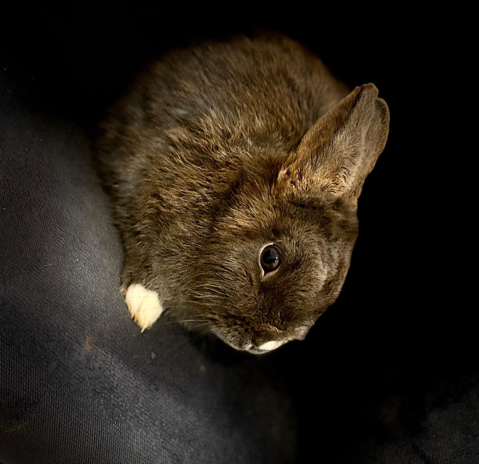 Oreo