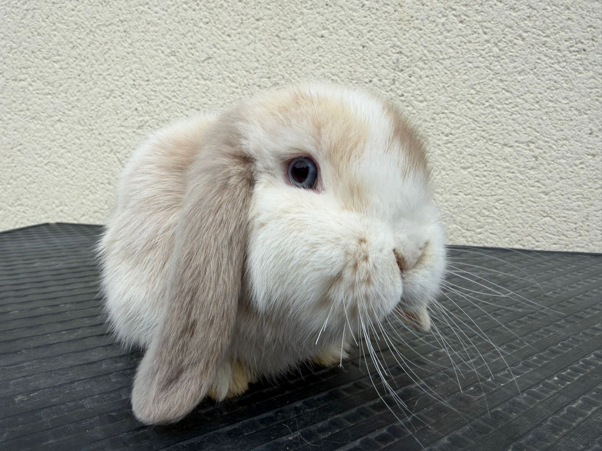 Cannelle