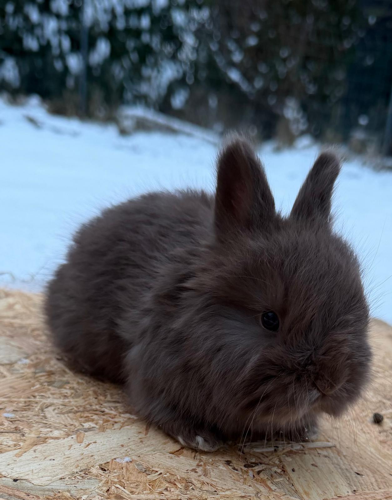 Milka