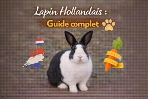 Lapin Hollandais : Guide complet