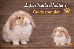 Lapin Teddy Widder : Guide complet
