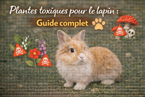 Plantes toxiques pour le lapin : Guide complet