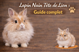 Lapin Nain Tête de Lion : Guide complet