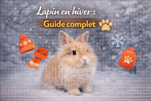 Lapin en hiver : Guide complet