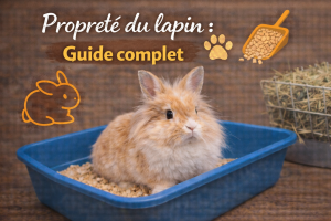 Propreté du lapin : Guide complet