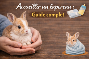 Accueillir un lapereau : Guide complet