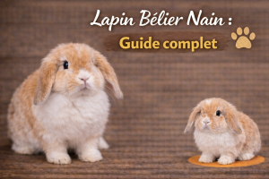 Lapin Bélier Nain : Guide complet
