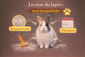 La mue du lapin : tout comprendre