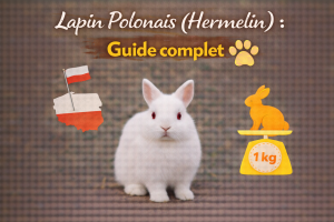 Lapin Polonais (Hermelin) : Guide complet