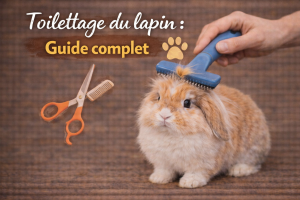 Toilettage du lapin : Guide complet
