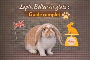 Lapin Bélier Anglais : Guide complet