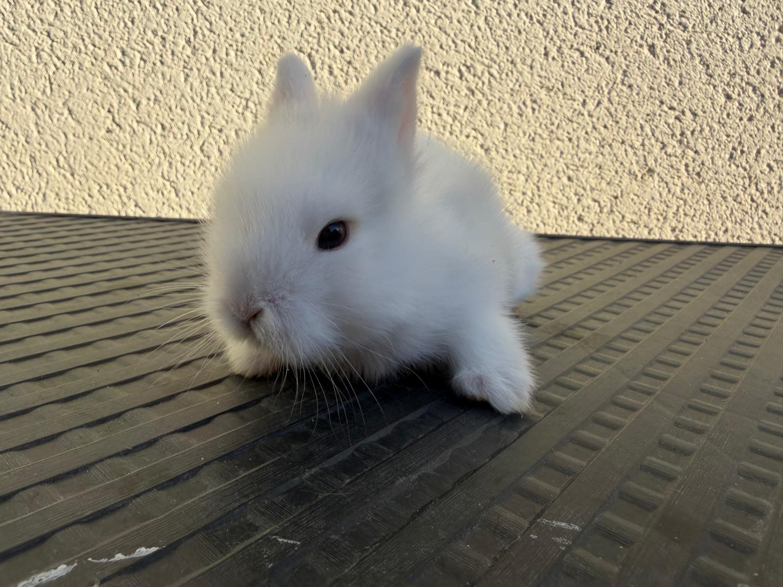 Merlin