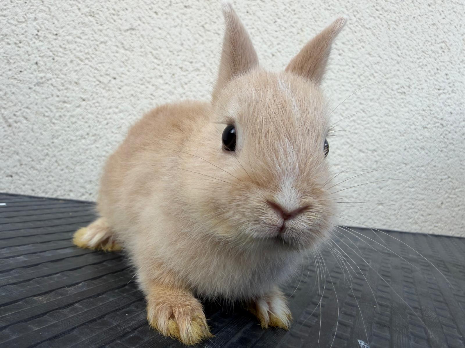 Biscuit