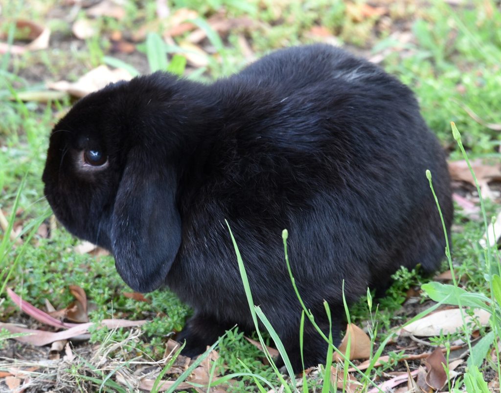 Lapin bélier à poil long