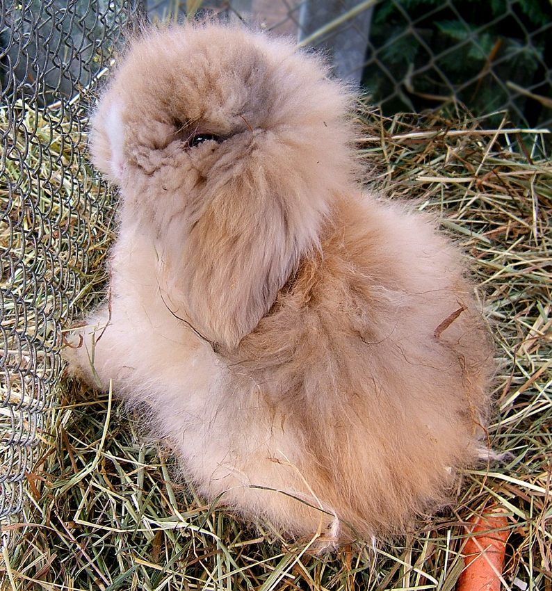 Lapin de compagnie