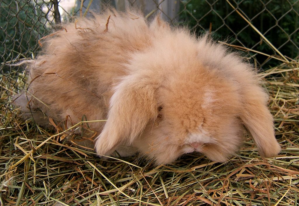 Lapin assis sur un sol confortable
