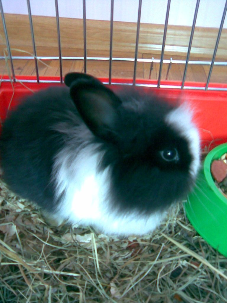 Lapin angora, illustration ancienne