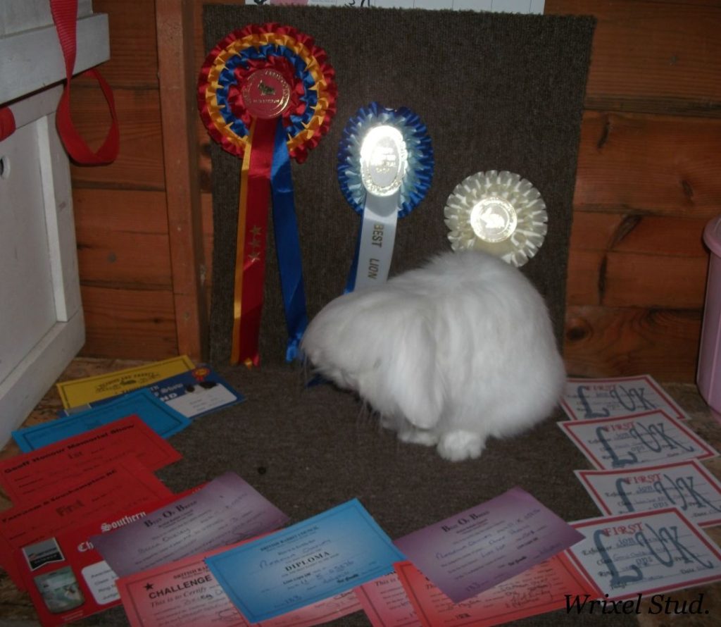 Lapin Lion Lop avec crinière et oreilles tombantes