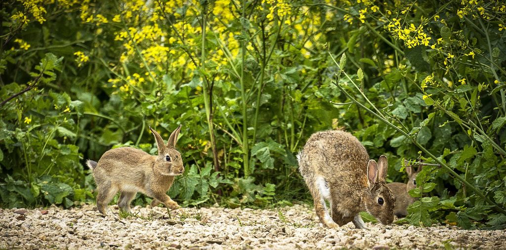 Lapins dans leur espace de vie