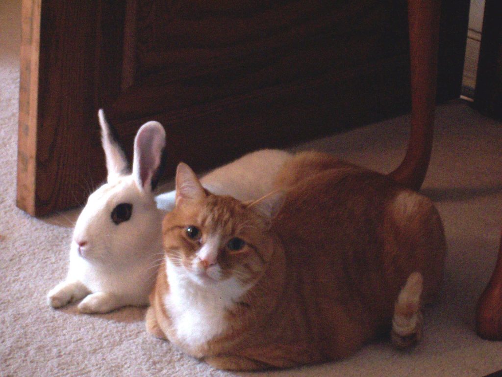 Un chat et un lapin assis côte à côte