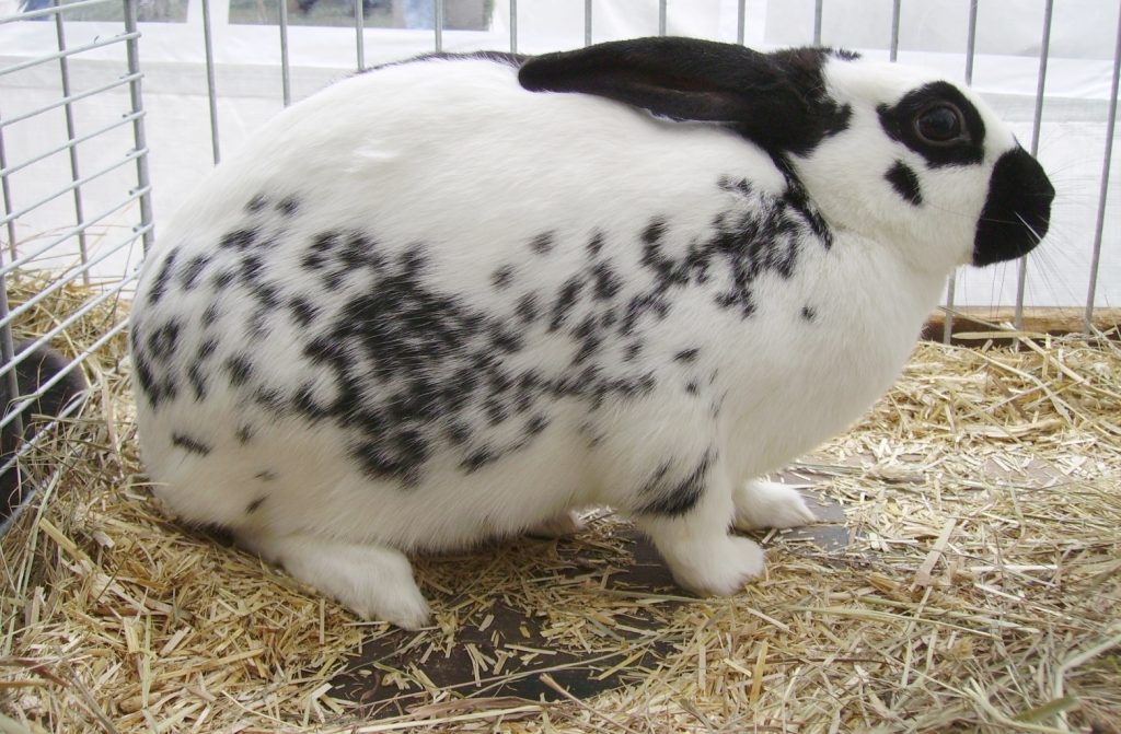 Lapin Rex au pelage tacheté