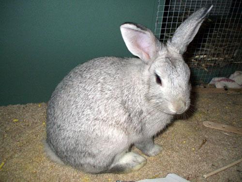 Lapin domestique au pelage gris