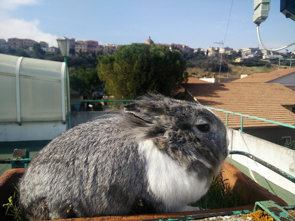 Lapin Hollandais à la robe bicolore