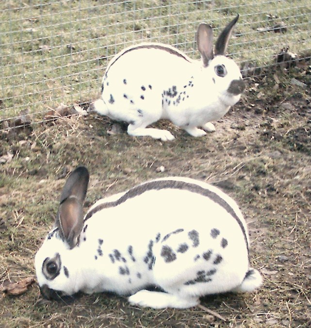 Lapin papillon avec ses taches caractéristiques