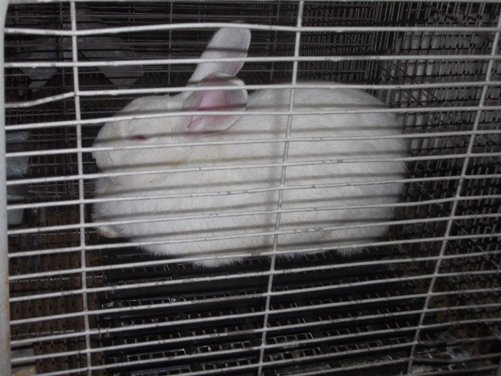 Lapin Satin au pelage brillant