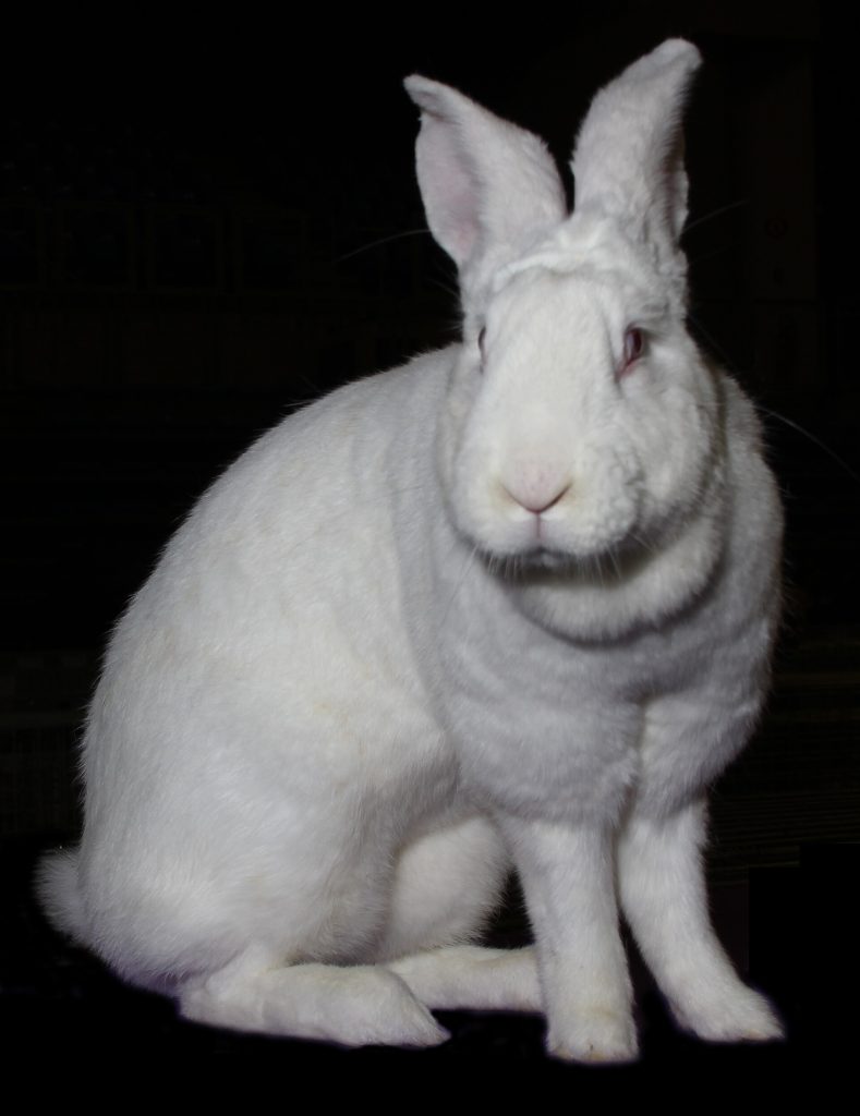 Lapin Géant blanc du Bouscat