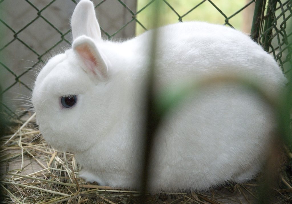 Lapin Hermine blanc aux yeux rouges