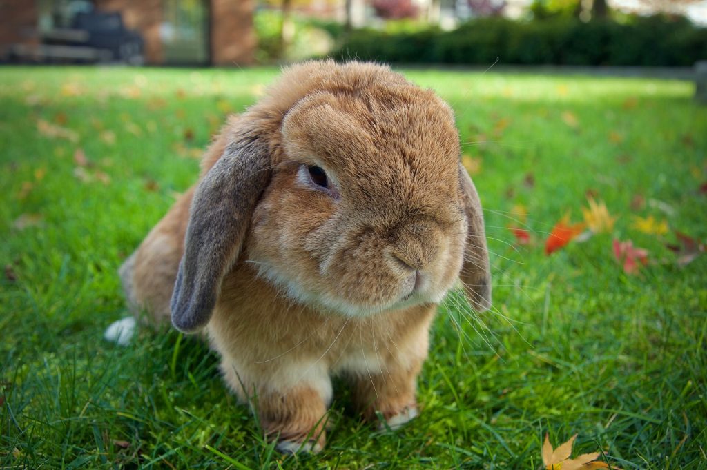 Lapin bélier assis, calme et attentif