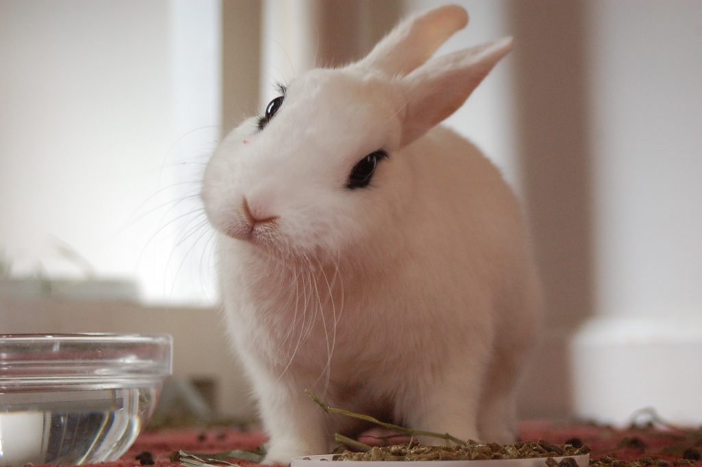 Lapin assis qui observe, oreilles dressées