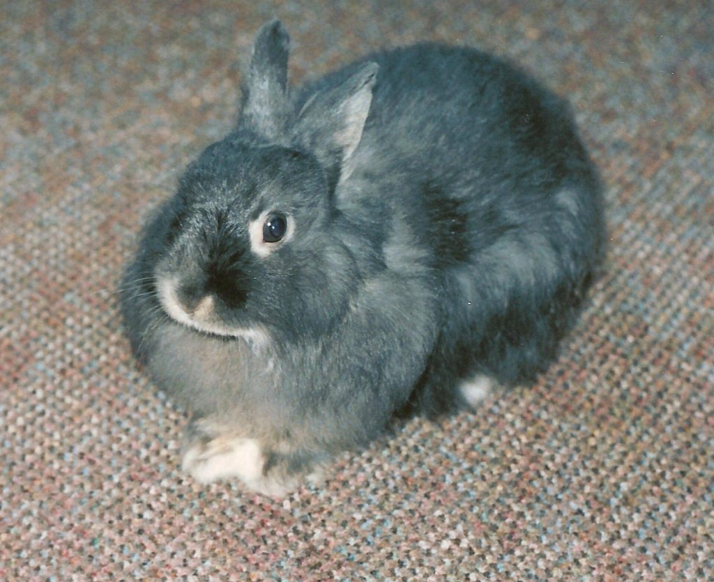 Lapin au pelage soigné