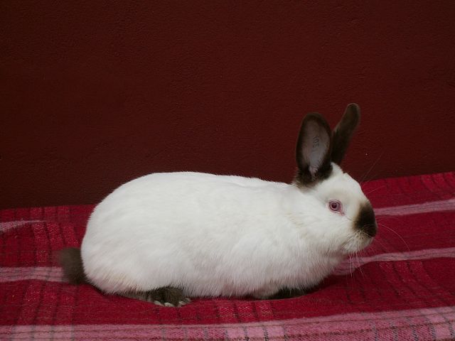 Lapin Californien blanc aux extrémités foncées