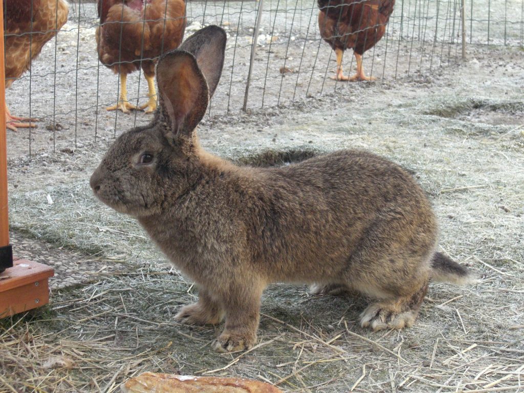 Lapin Géant des Flandres