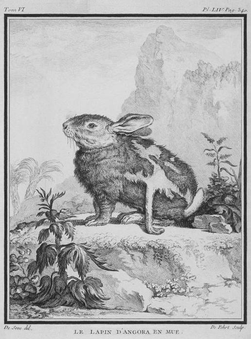 Lapin angora en pleine mue