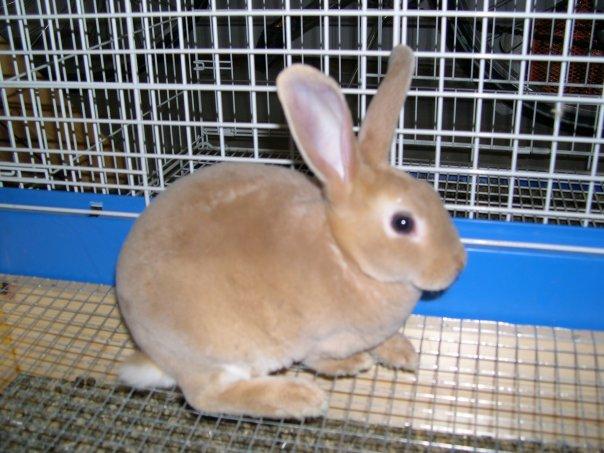 Lapin Mini Rex au pelage velouté