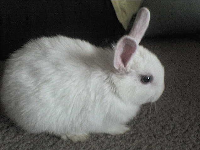 Jeune lapin prudent