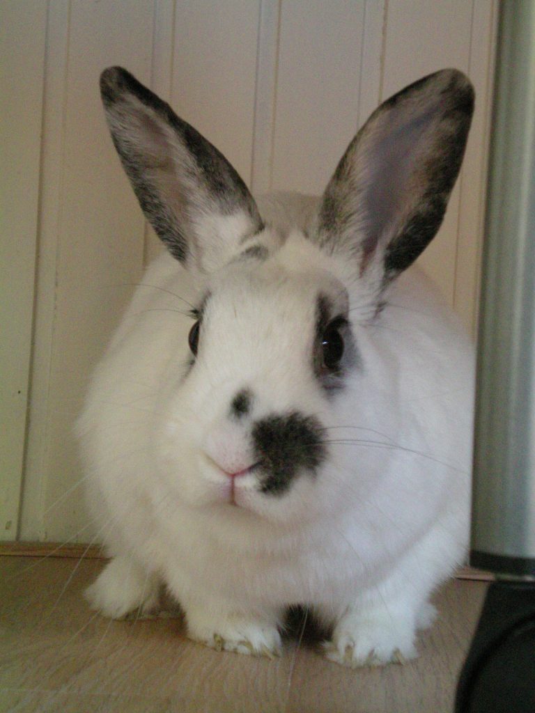 Lapin domestique en bonne santé