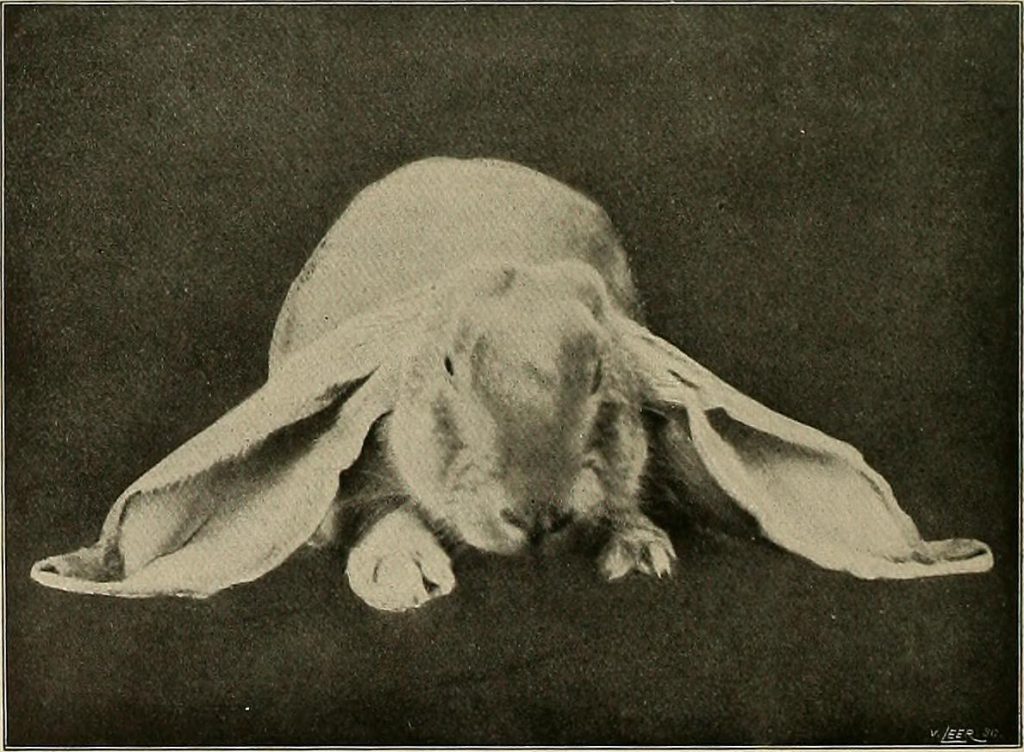 Lapin Bélier français
