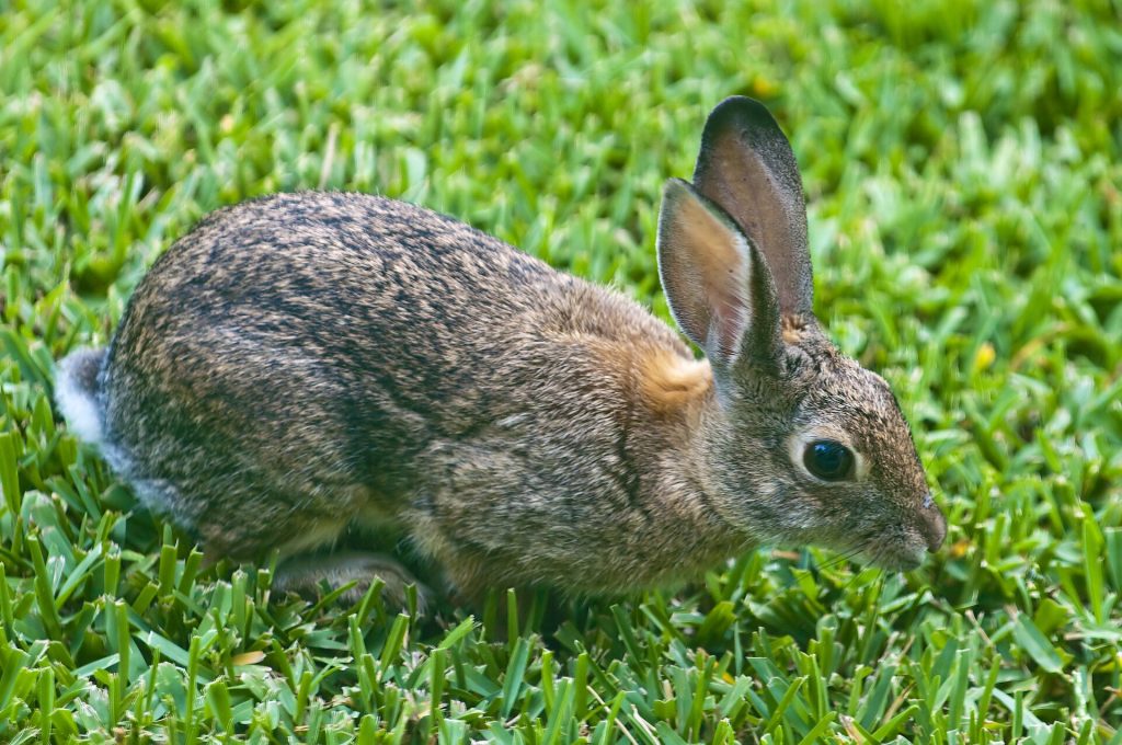 Lapin dans l'herbe