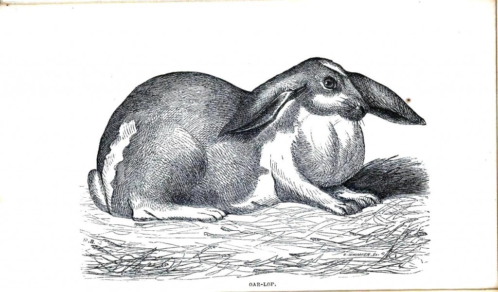 Illustration ancienne d'un lapin bélier anglais