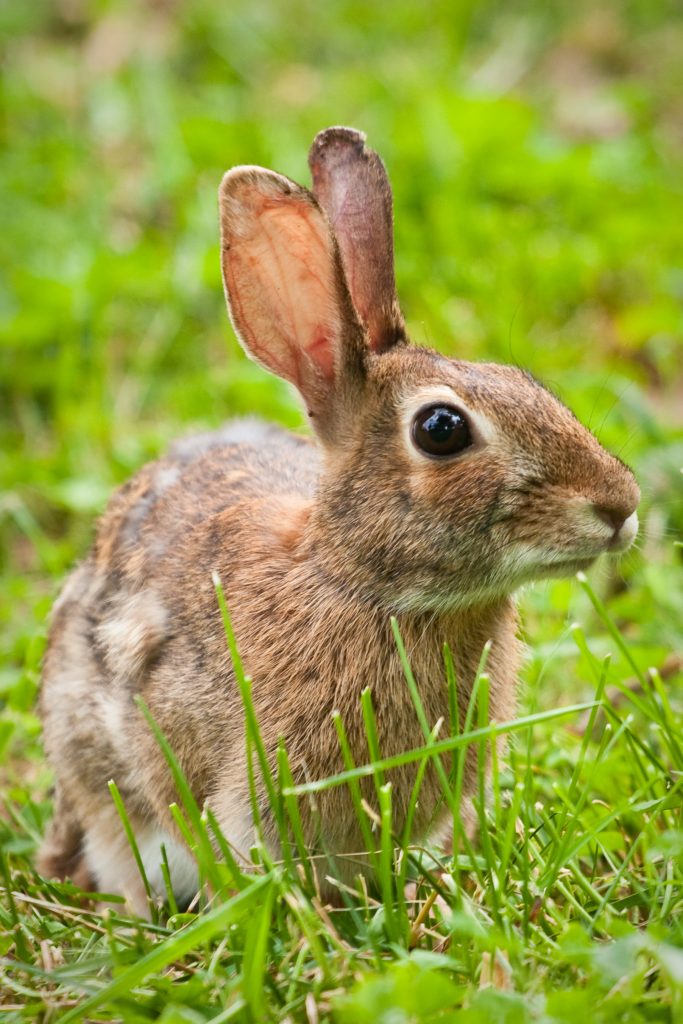 Portrait d'un lapin adulte au regard calme