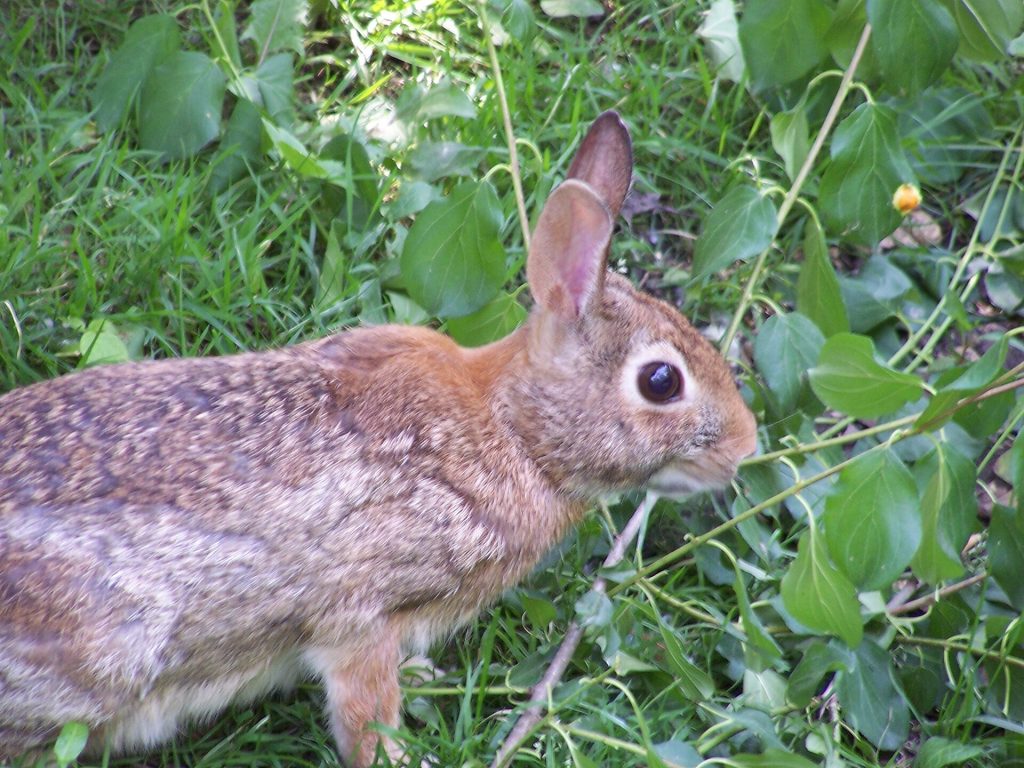 Lapin de compagnie