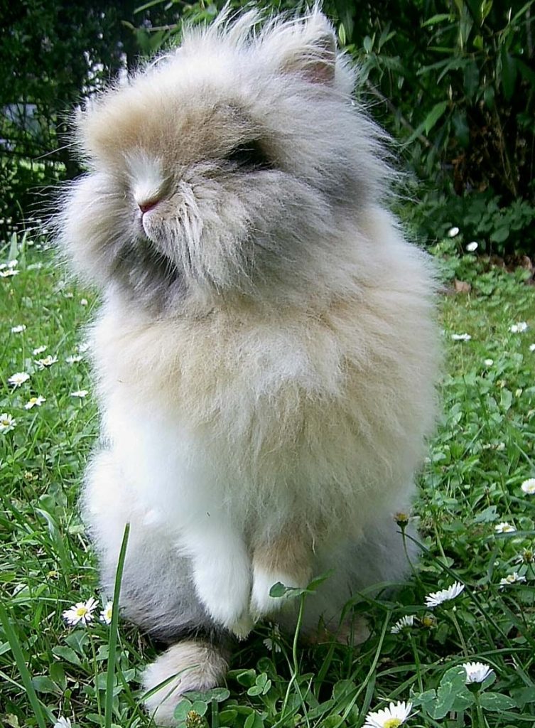 Petit lapin à poil long