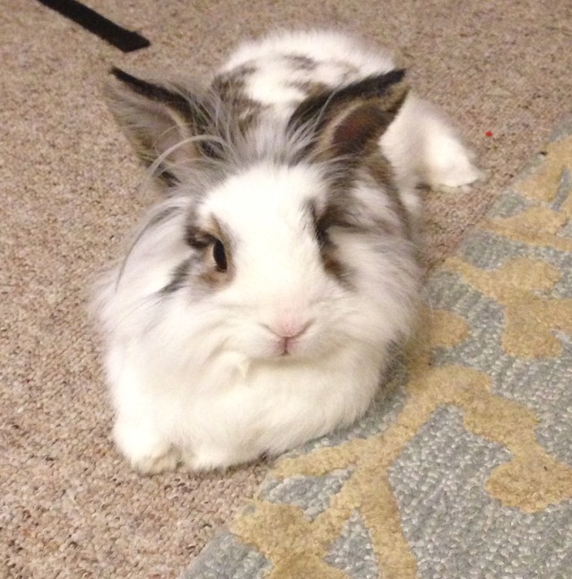 Lapin Tête de Lion avec sa crinière