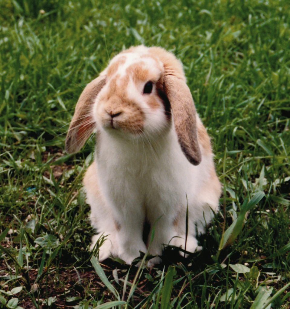 Lapin bélier aux grandes oreilles tombantes